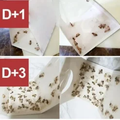 Skadedjur & Insekter-10 st flugfällor för att döda flugor och malar nemesis hushåll små insektsartefakter rismjöl mal klibbig rismal gnat malfälla