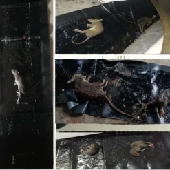 Skadedjur & Insekter-(ca) Klisterfälla för möss 5-pack Svart M .CA