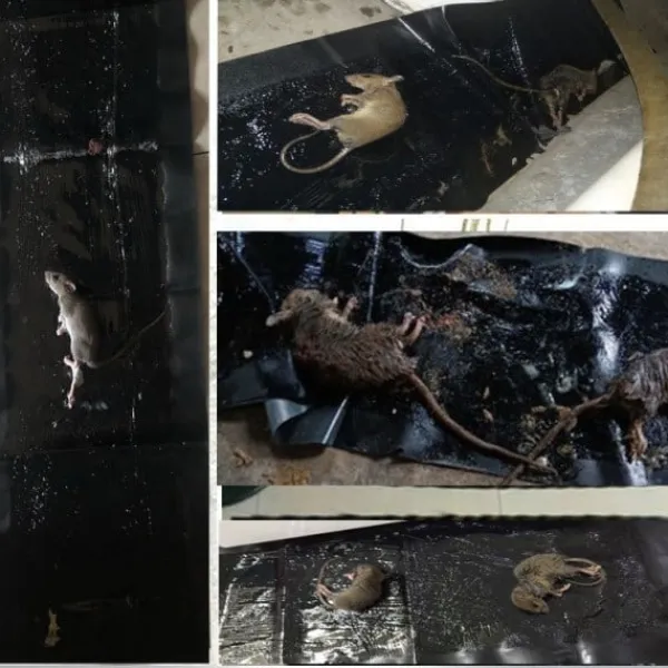 Skadedjur & Insekter-(ca) Klisterfälla för möss 5-pack Svart M .CA