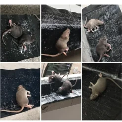 Skadedjur & Insekter-(ca) Klisterfälla för möss 5-pack Svart M .CA