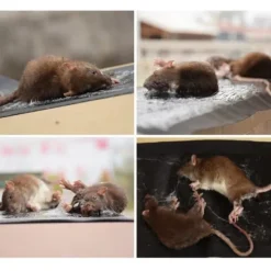 Skadedjur & Insekter-(ca) Klisterfälla för möss 5-pack Svart M .CA