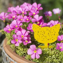 INF Skadedjur & Insekter-60-pack Flugfångare / Flugfälla / Klibbig insektsfälla