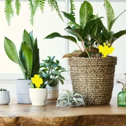 INF Skadedjur & Insekter-60-pack Flugfångare / Flugfälla / Klibbig insektsfälla