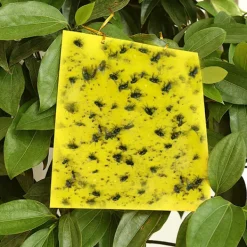 INF Skadedjur & Insekter-Klibbig fälla för skadeinsekter Flugfångare 20-pack 20x10 cm