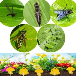 INF Skadedjur & Insekter-Klibbig fälla mot bananflugor och skadedjur på krukväxter 60-pack