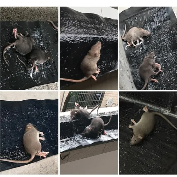 Skadedjur & Insekter-Klibbig Musfälla 5-pack M M