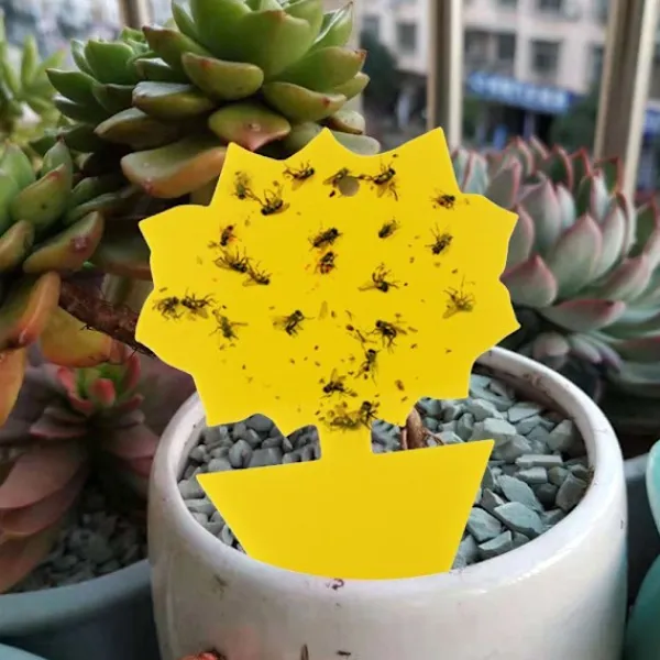 Otego Skadedjur & Insekter-20-pack Flugfångare - Flugfälla - Söta och Effektiva FJÄRIL