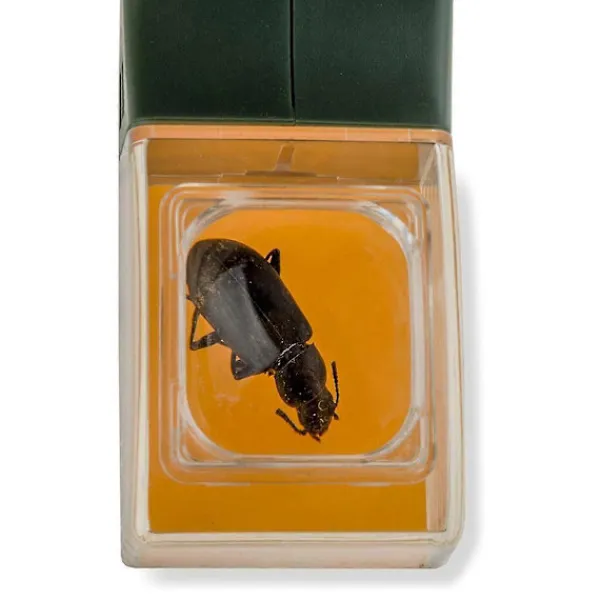 Skadedjur & Insekter-Uppgraderad version av insektsfångare handhållen bi-insektsklämma kackerlacka spindel insektsfångstverktyg